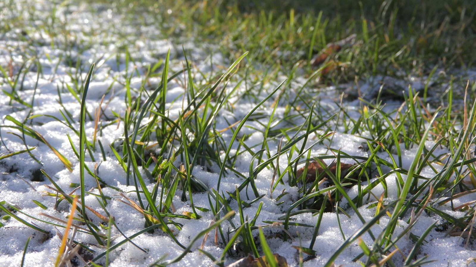 Nikon Coolpix P610 sample photo. Snow in the grass photography