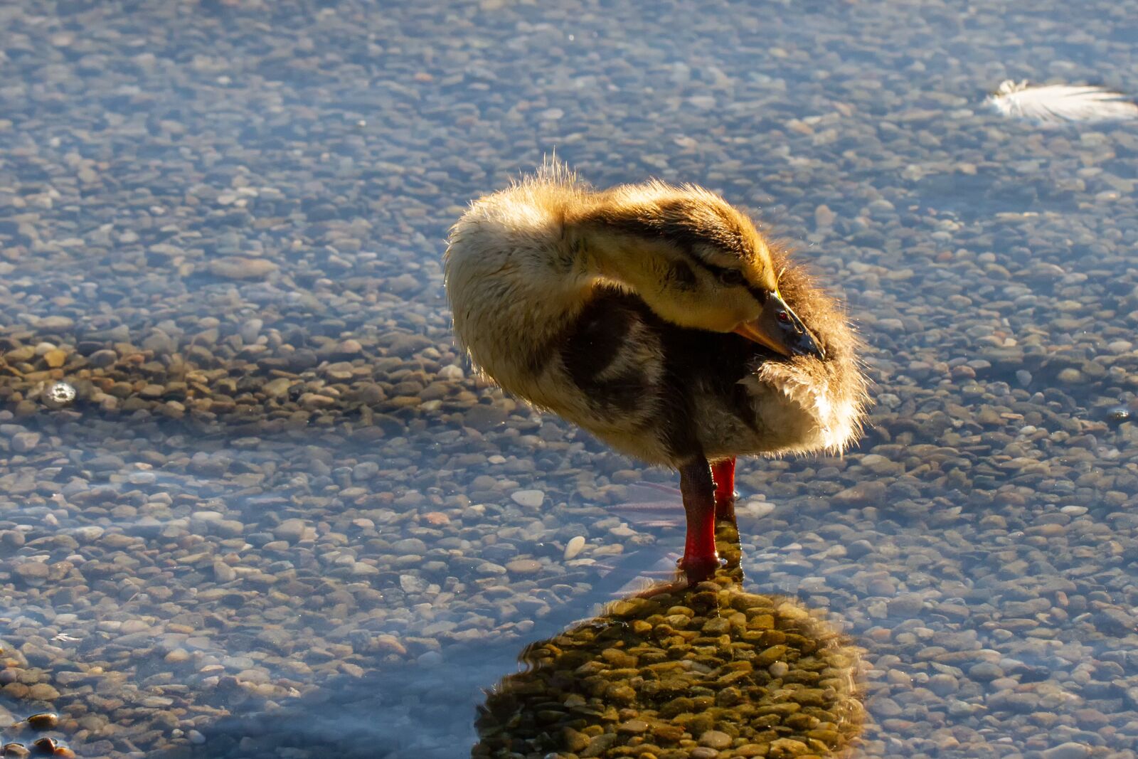 Canon EOS 7D + Canon EF 100mm F2.8L Macro IS USM sample photo. Baby duck, nature, lake photography