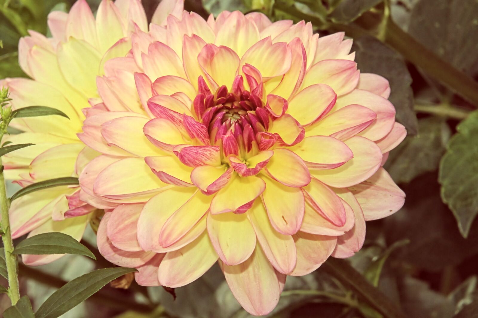 Canon EOS 1200D (EOS Rebel T5 / EOS Kiss X70 / EOS Hi) sample photo. Dahlia, dahlia garden, blossom photography