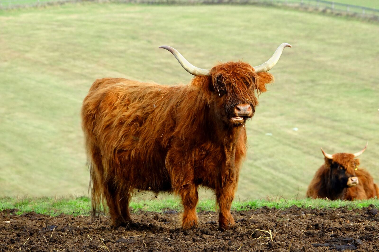 Sony Cyber-shot DSC-RX10 III sample photo. Animal, beef, brown photography