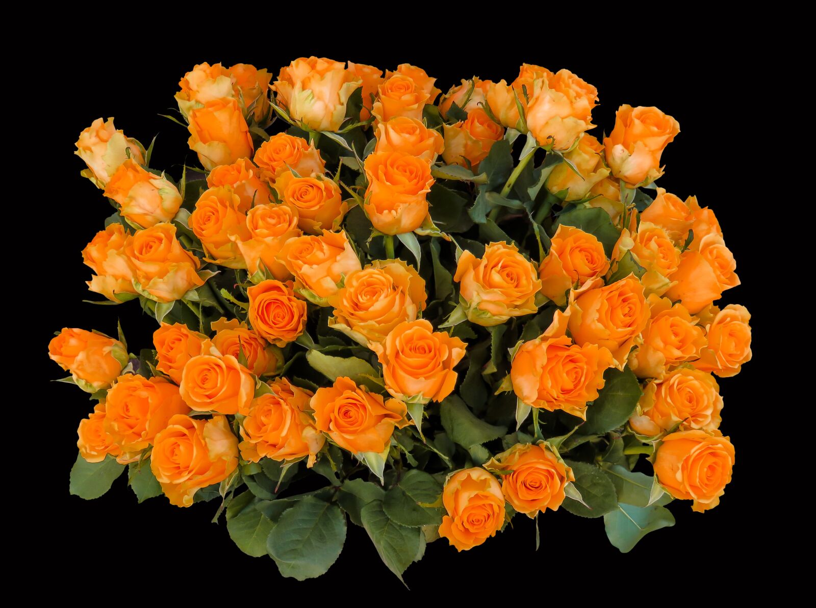 Canon PowerShot SX710 HS sample photo. Emotions, roses, birthday photography