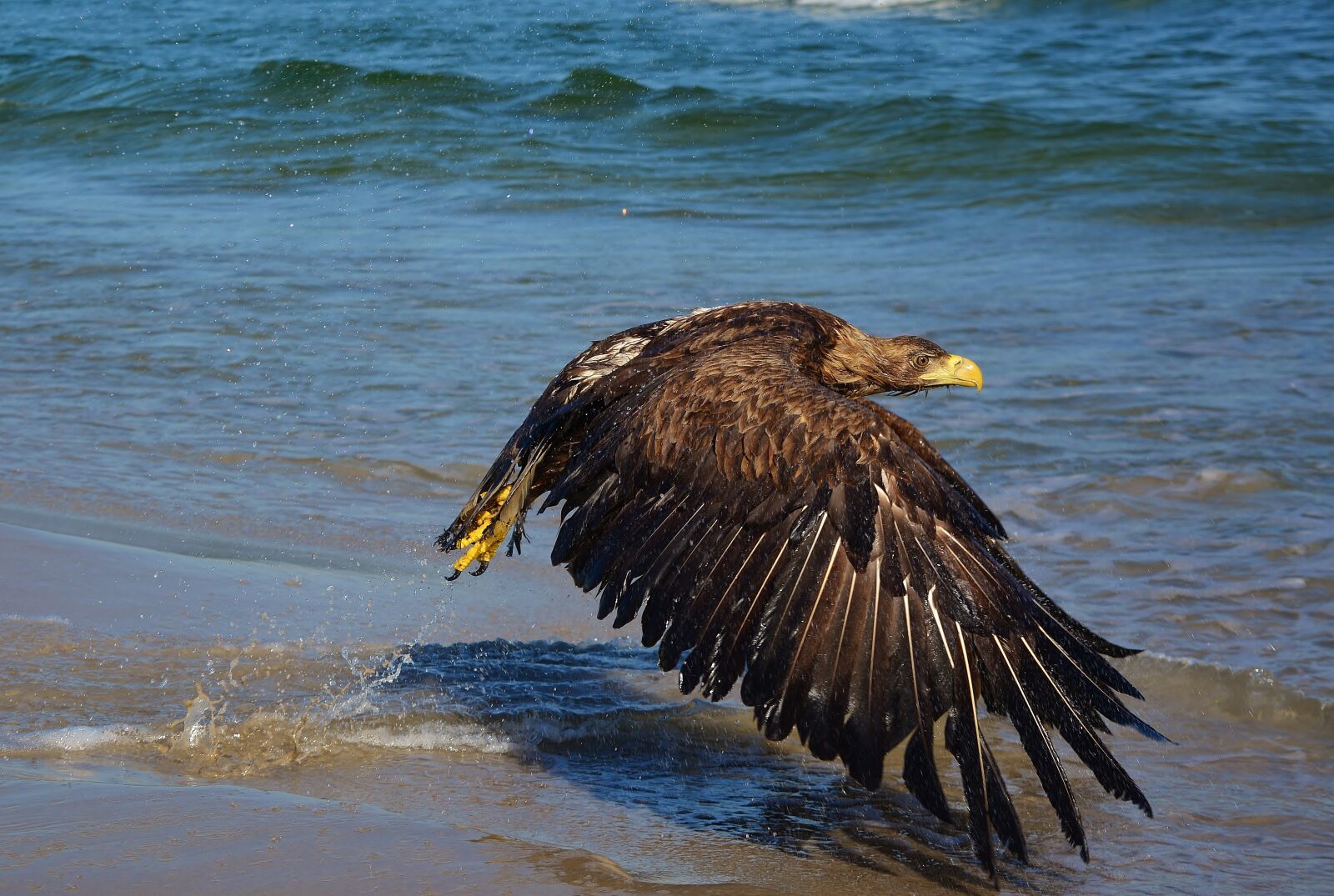 Nikon D5200 sample photo. White tailed eagle, baltic photography
