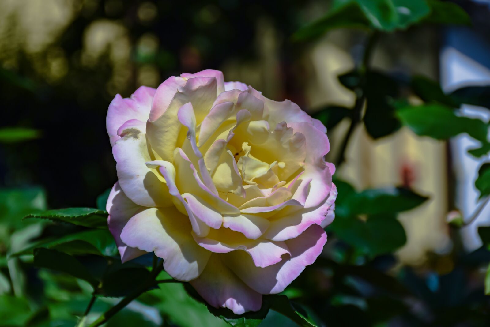 Nikon D5300 sample photo. Rose, petals, flower photography