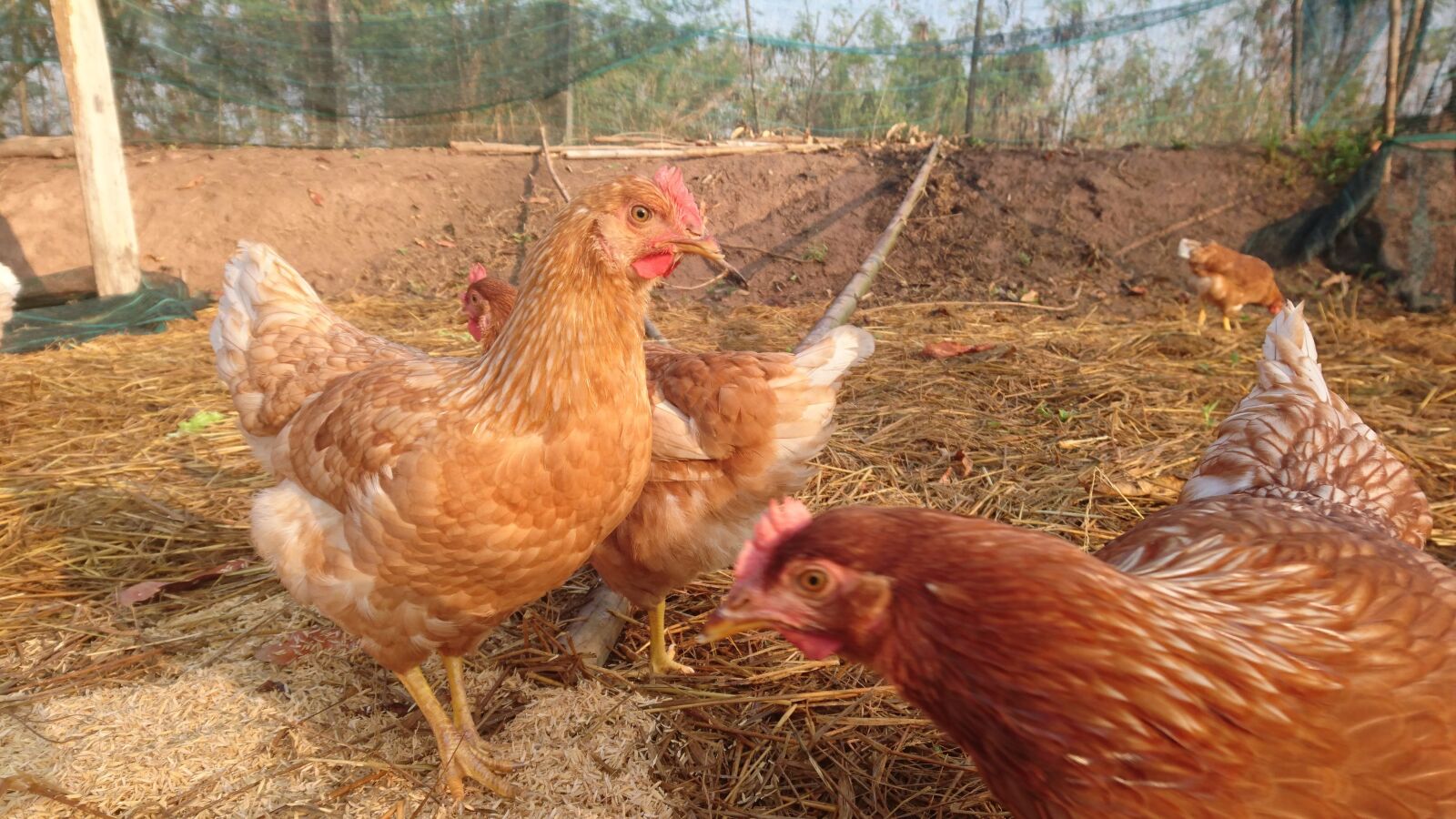Sony Xperia Z5 sample photo. Chicken, hen, farm photography