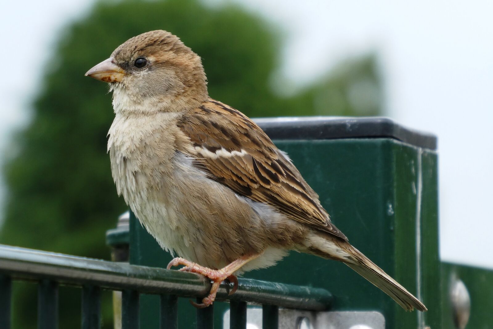 Panasonic Lumix DC-ZS70 (Lumix DC-TZ90) sample photo. Mus, bird, feathers photography