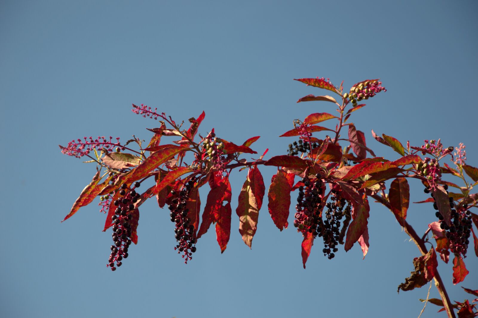 Nikon D3200 sample photo. Berry, bunch, autumn photography