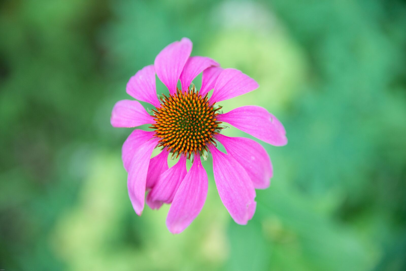 Nikon D800 sample photo. Flower, petals, floral photography