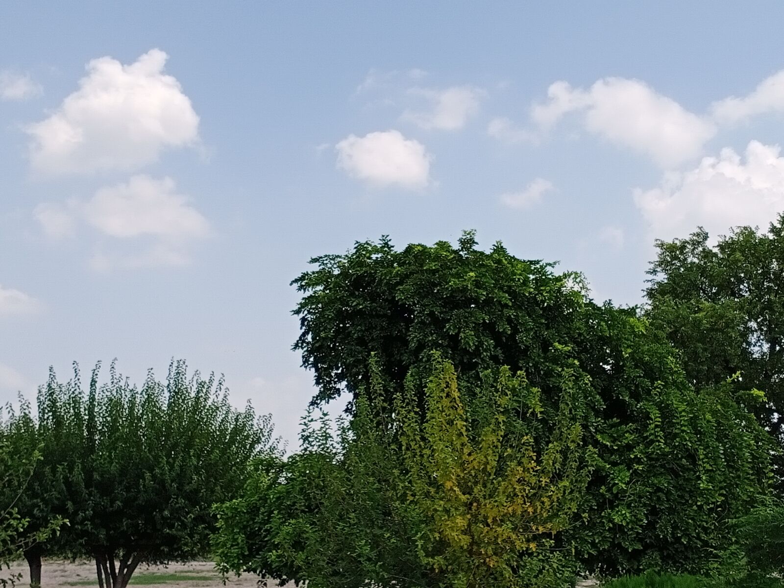 vivo 1907_19 sample photo. Nature, tree, sky photography
