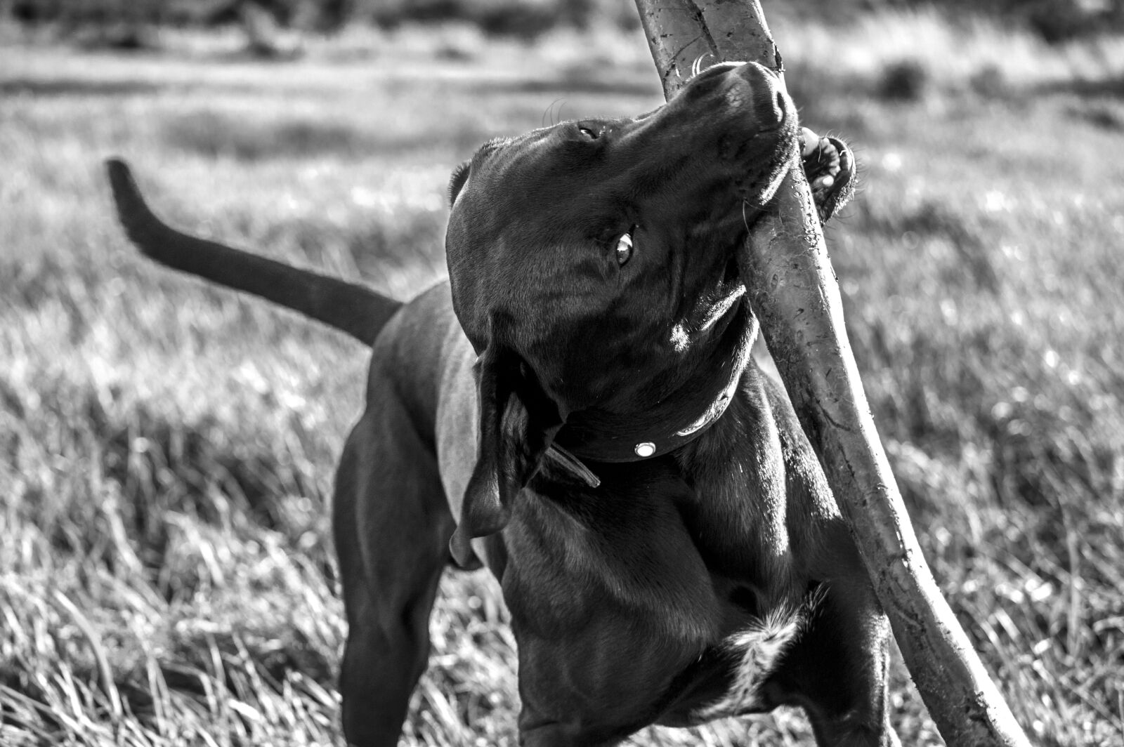 Nikon D3200 sample photo. Dog, pet, animals photography