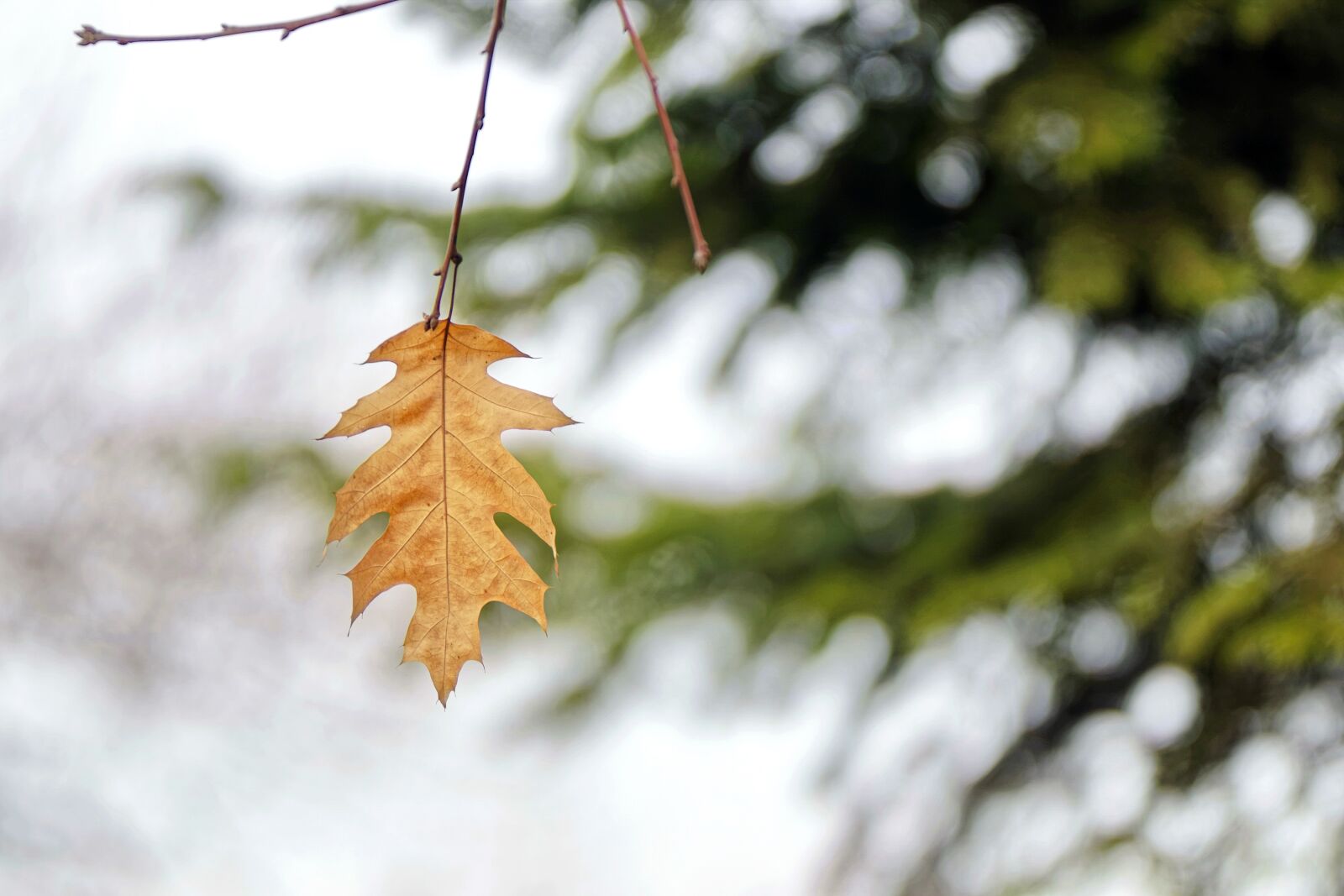 Nikon D5300 sample photo. Leaf, brown, hanging photography