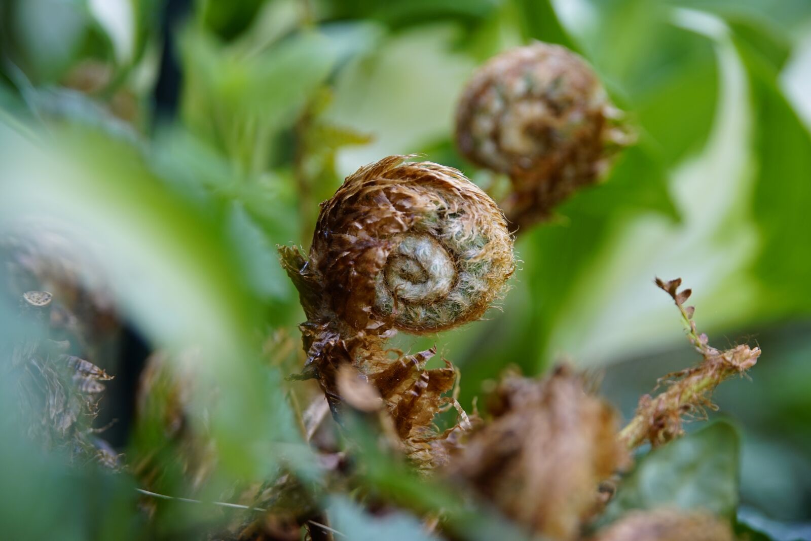 Sony a7R II + Sony E PZ 18-105mm F4 G OSS sample photo. Fern, leaf, growing photography