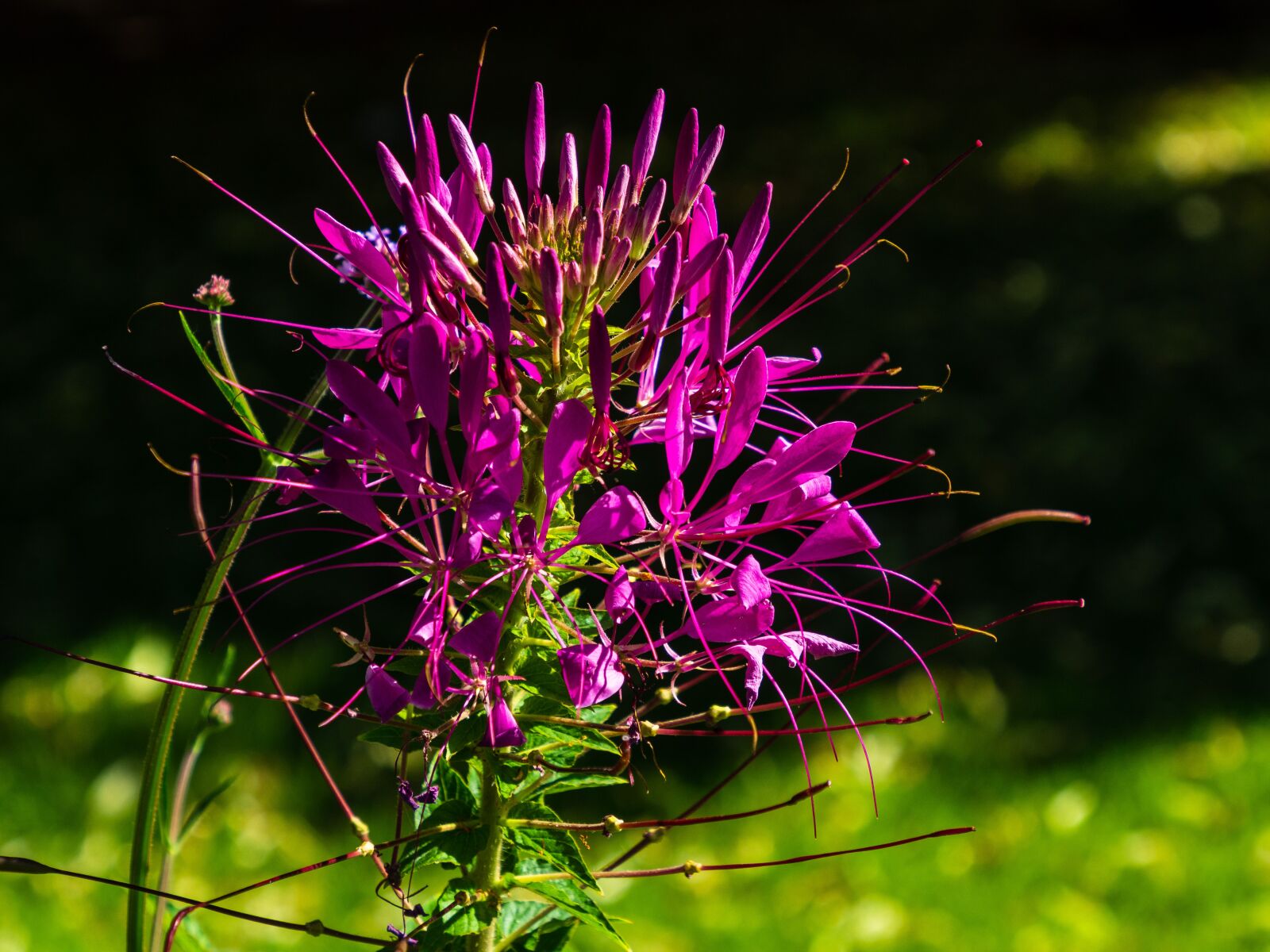 Olympus OM-D E-M10 III sample photo. Flower, structure, purple photography