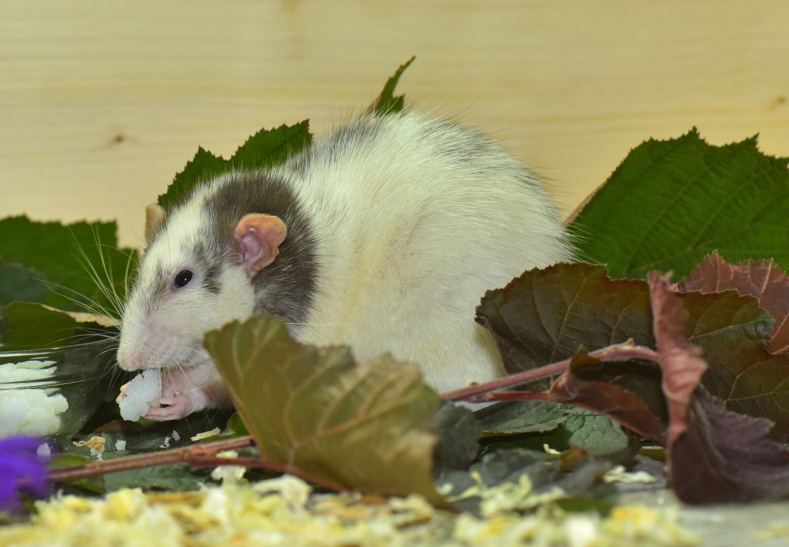 Nikon D750 sample photo. Rat, color rat, rodent photography