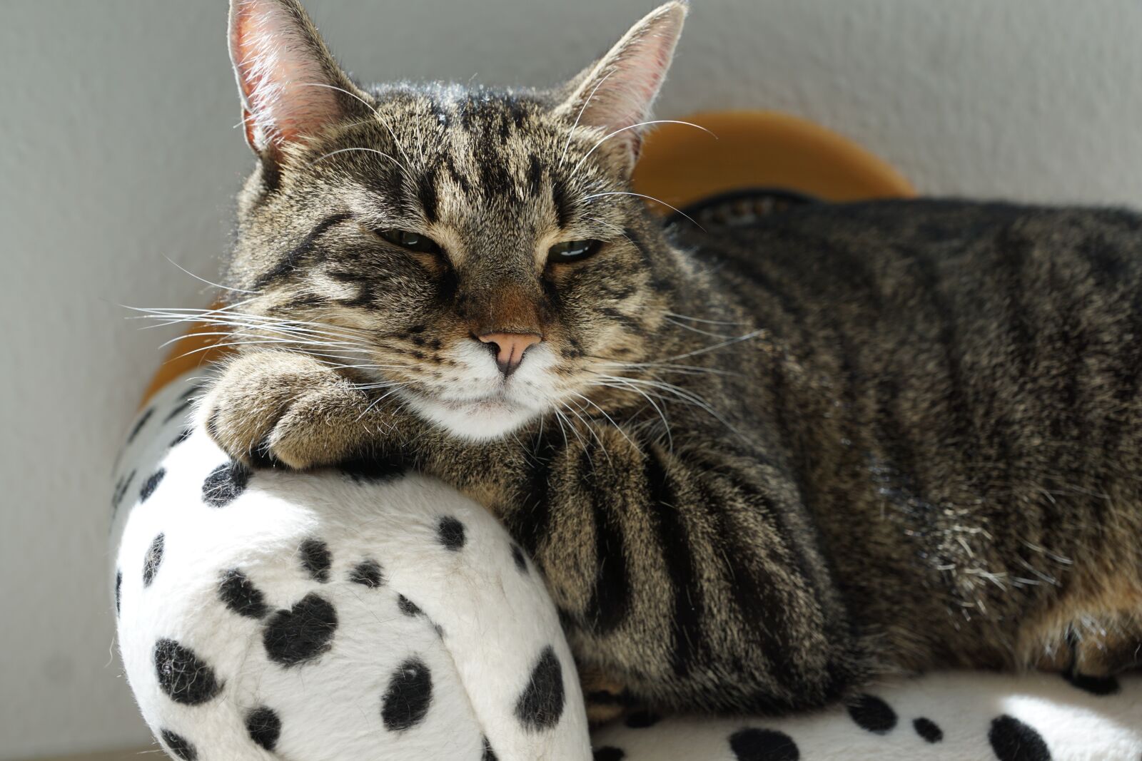 Sony ILCA-77M2 + Sony DT 16-50mm F2.8 SSM sample photo. Cat, tiger, sofa photography