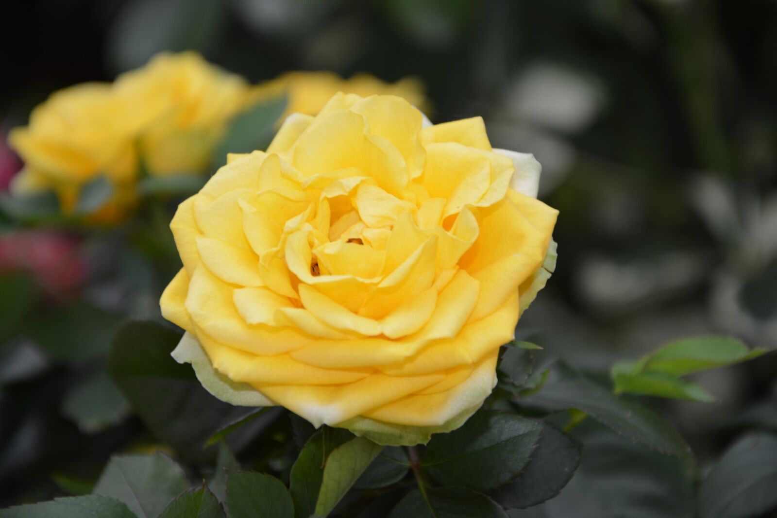 Nikon D5200 sample photo. Pink, yellow rose, rosebush photography