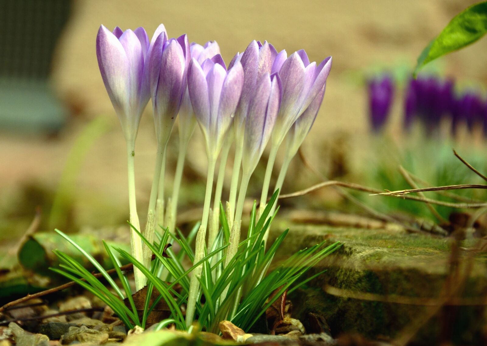 Nikon D5100 sample photo. Flower, crocus, grass, plant photography