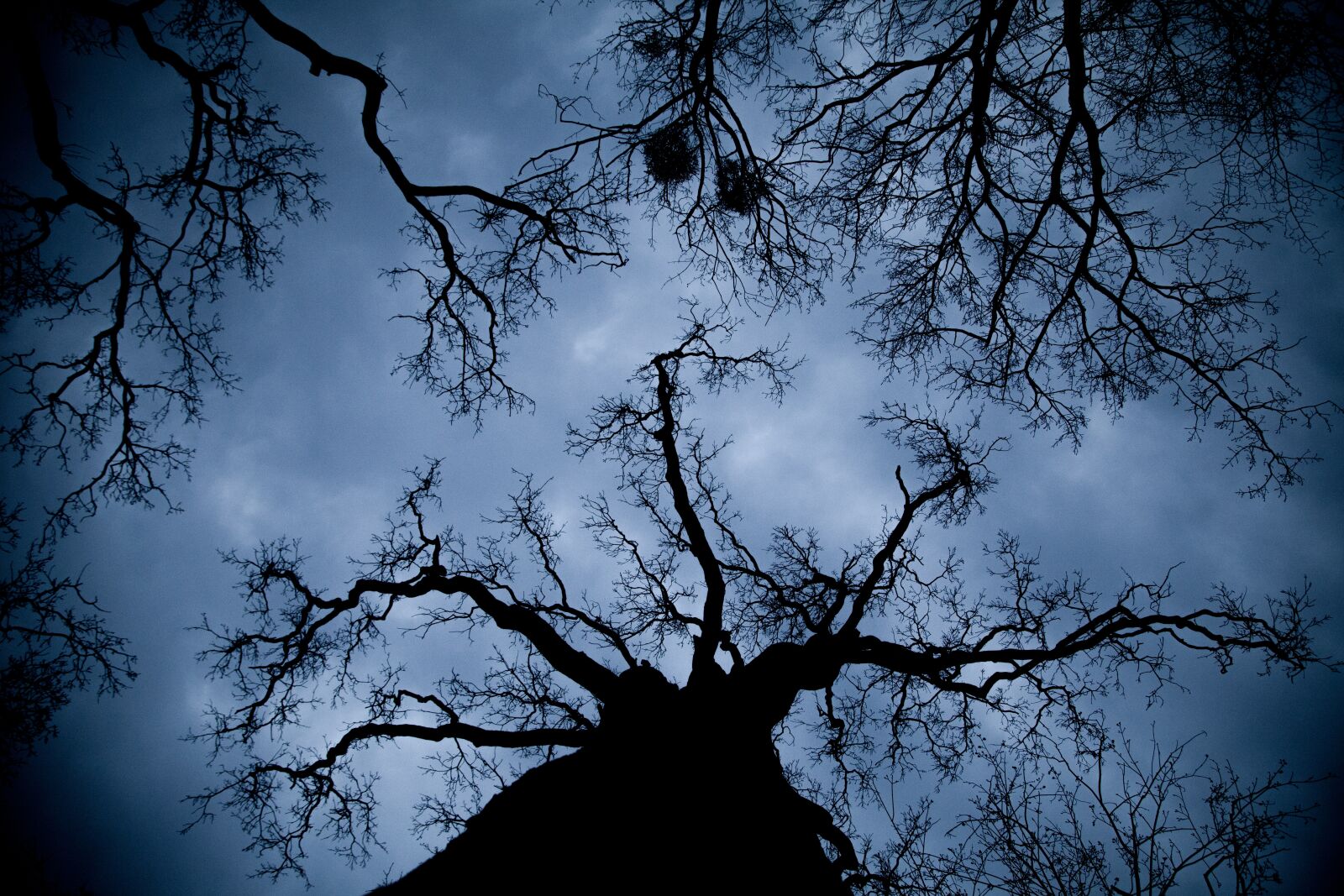 Canon EOS 5D Mark II sample photo. Octopus, forest, tree photography