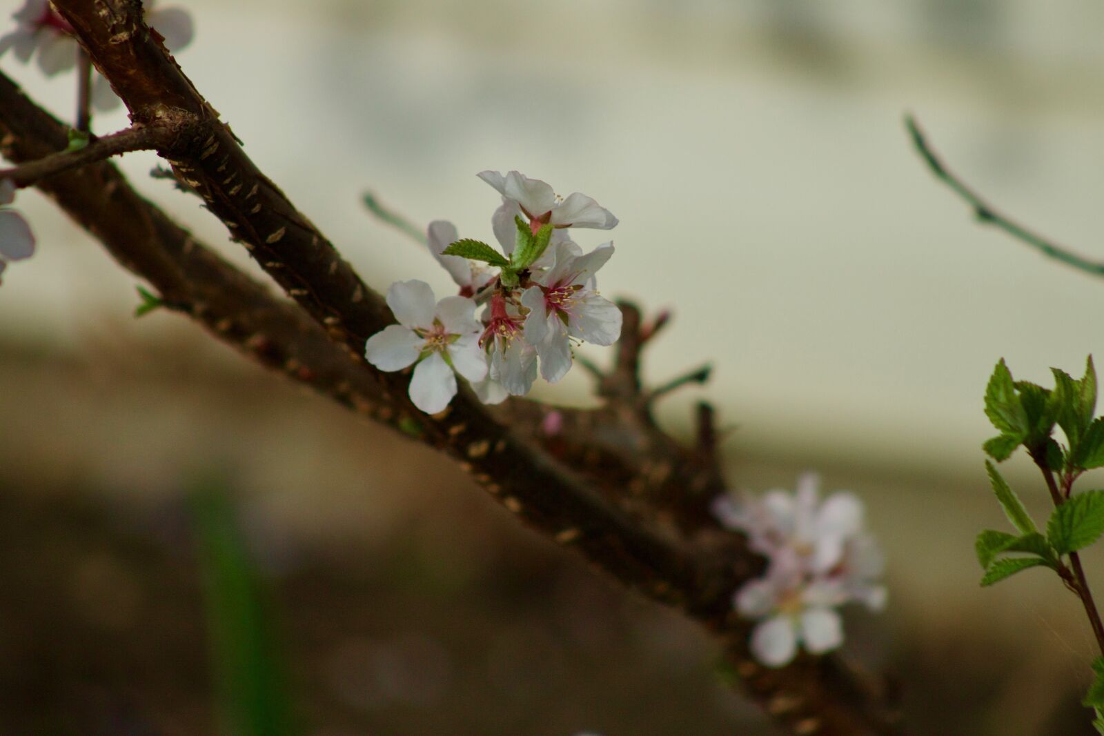 Canon EOS 500D (EOS Rebel T1i / EOS Kiss X3) sample photo. Apple blossom, spring, nature photography