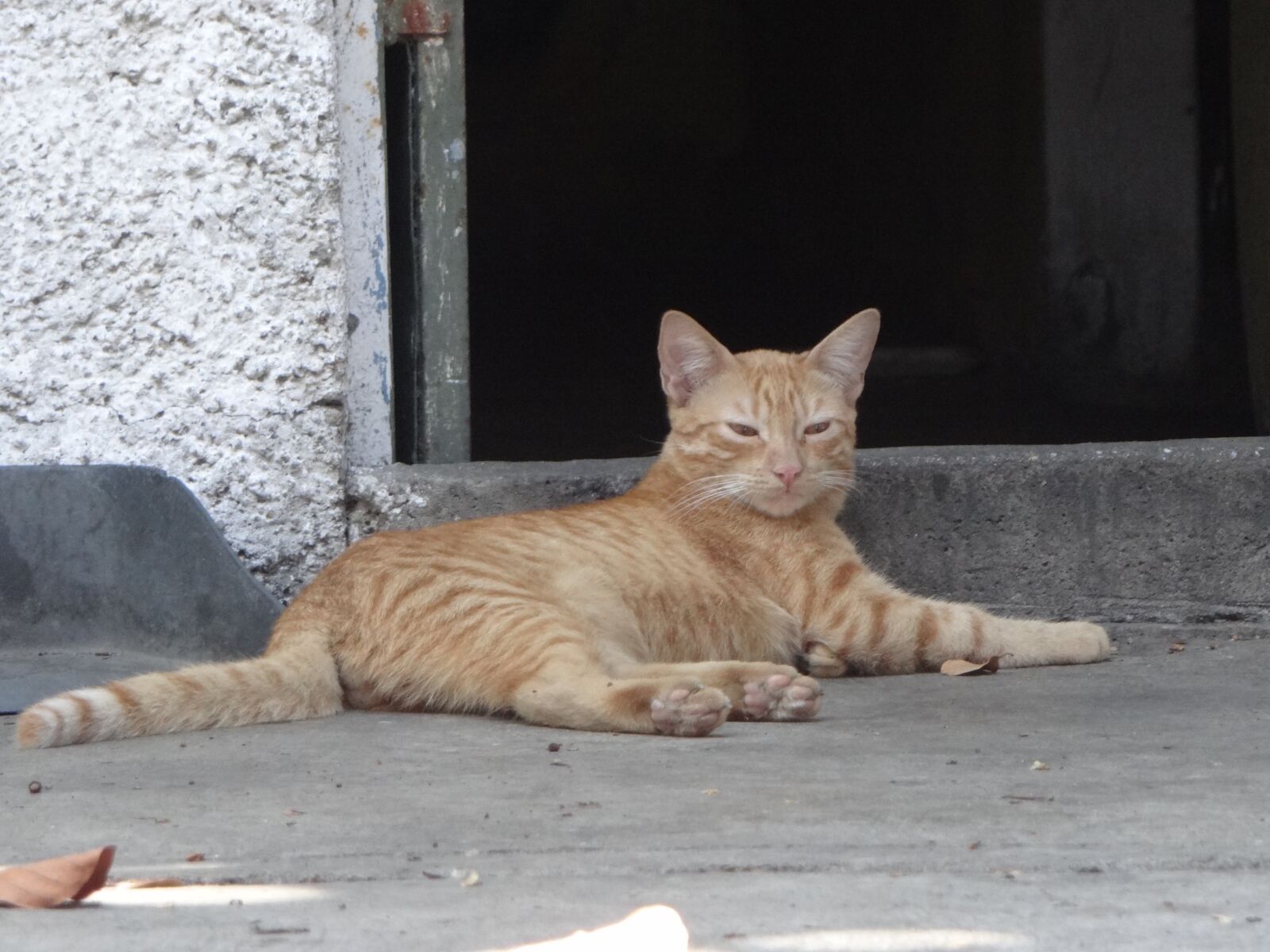 Sony Cyber-shot DSC-HX100V sample photo. Cat, animal, domestic photography
