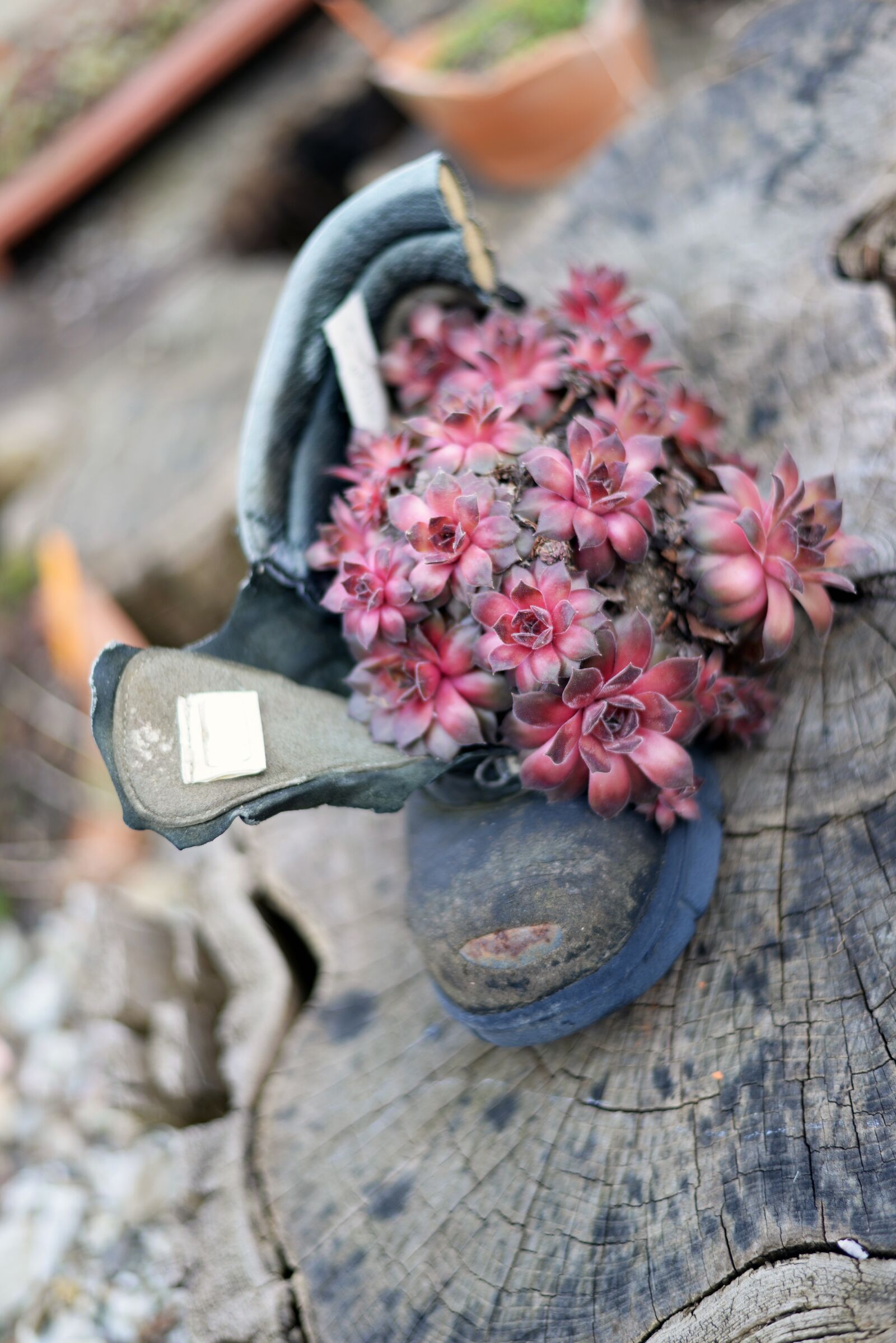 Nikon D610 sample photo. Succulent, pink, shoe photography
