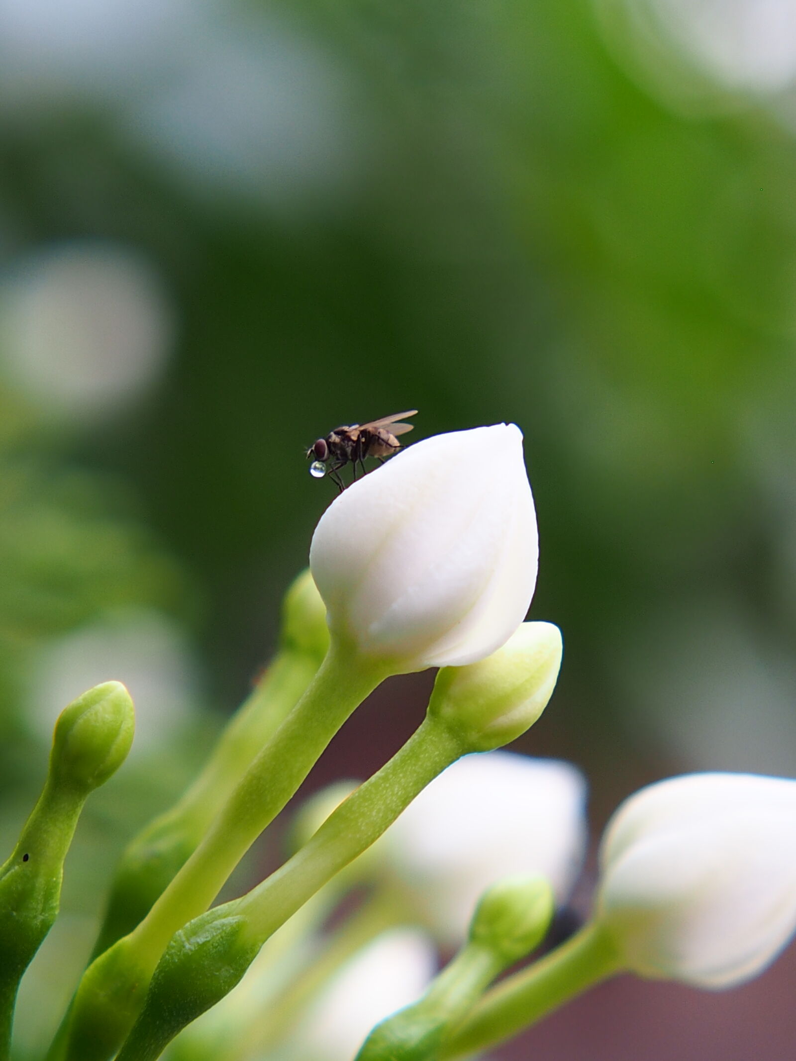 XIAOYI 42.5mm F1.8 sample photo