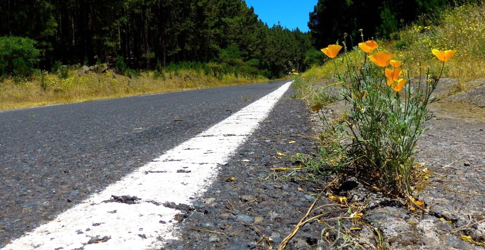 Panasonic Lumix DMC-FZ150 sample photo. Road, nature, asphalt photography