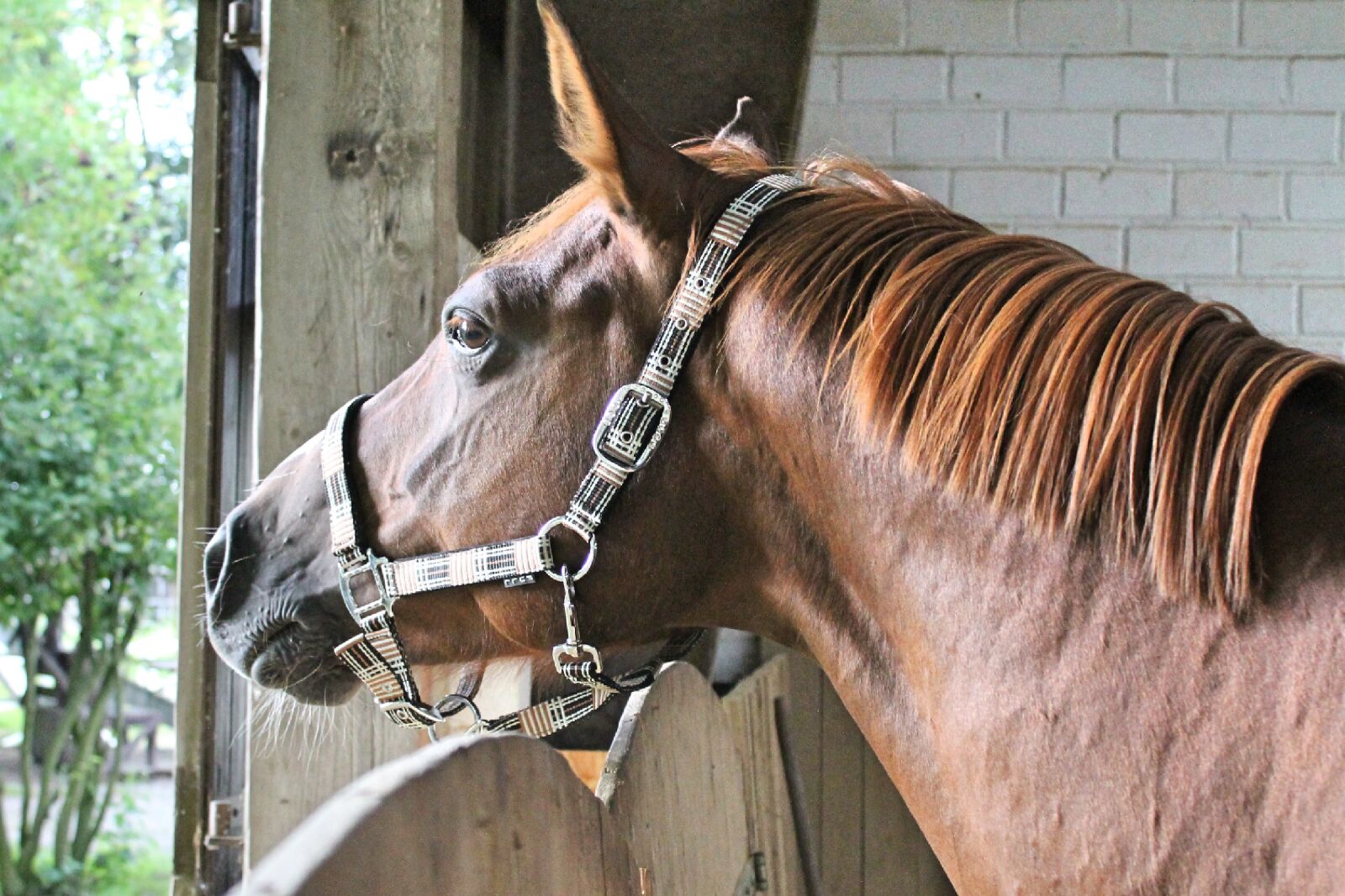 Canon EOS 1100D (EOS Rebel T3 / EOS Kiss X50) sample photo. Horse head, portrait, close photography