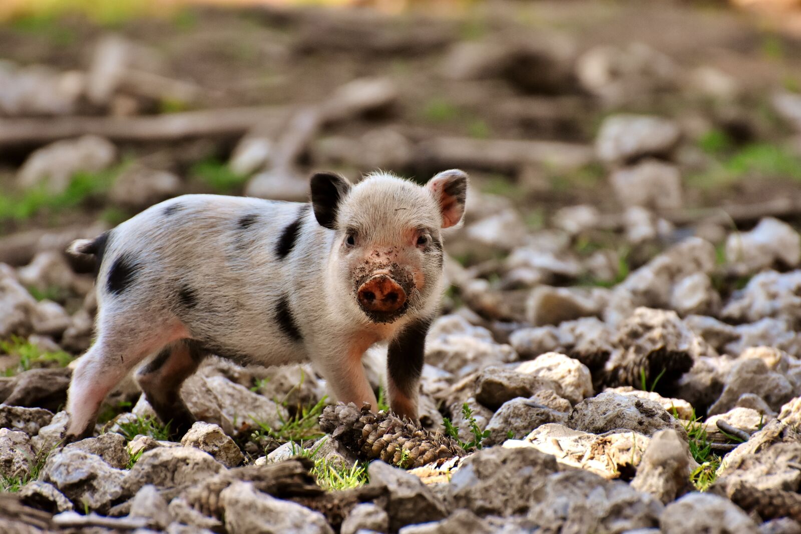 Nikon D7200 sample photo. Piglet, small pigs, mini photography
