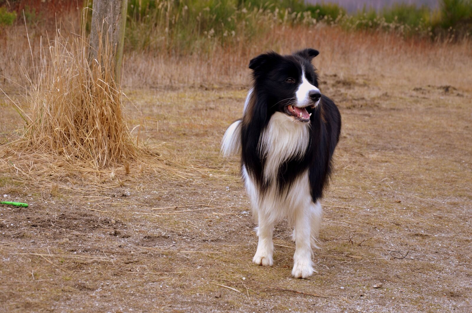 Nikon D5100 sample photo. Dog, herding dog, british photography