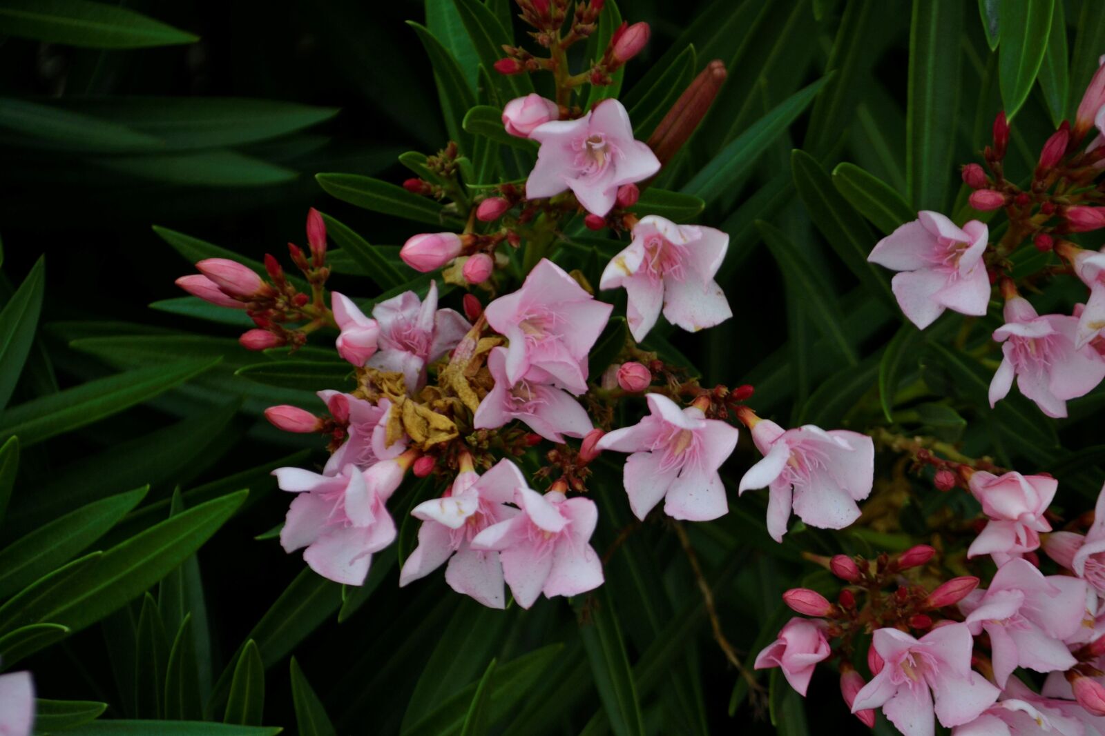 Nikon D3100 sample photo. White flowers, pink flowers photography