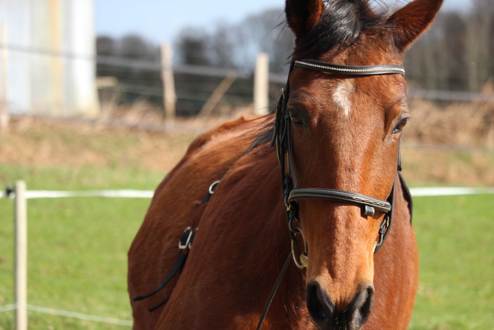 Canon EOS 1200D (EOS Rebel T5 / EOS Kiss X70 / EOS Hi) sample photo. Horse, horses, animals photography