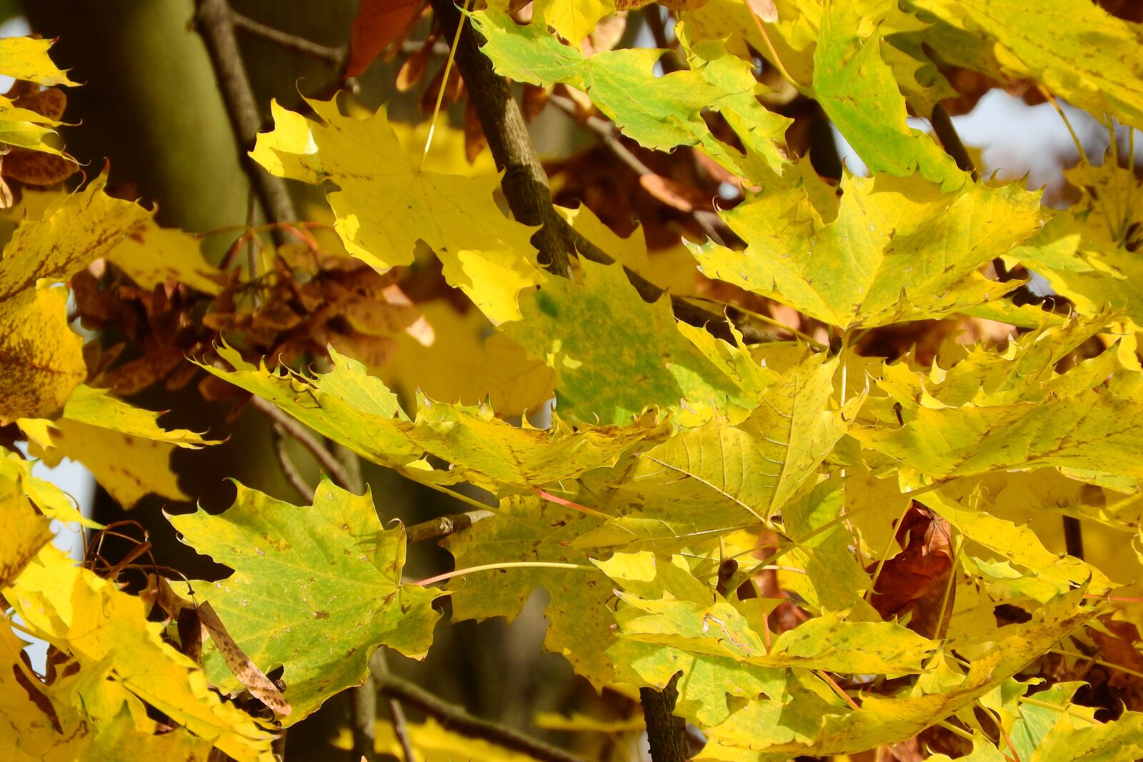 Nikon Coolpix P610 sample photo. Norway maple, maple leaves photography