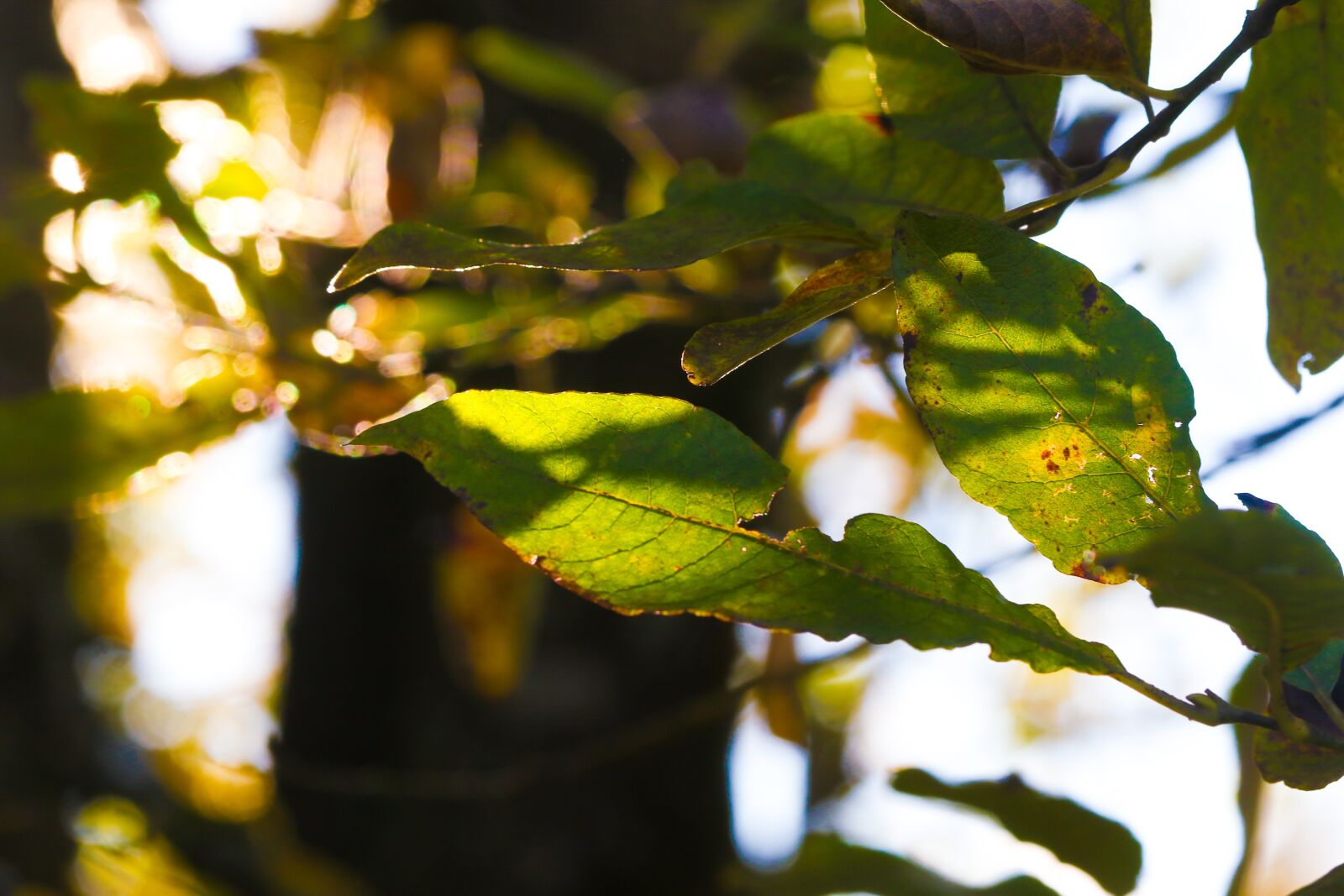 Canon EOS 7D Mark II sample photo. Leaf, tree, nature photography