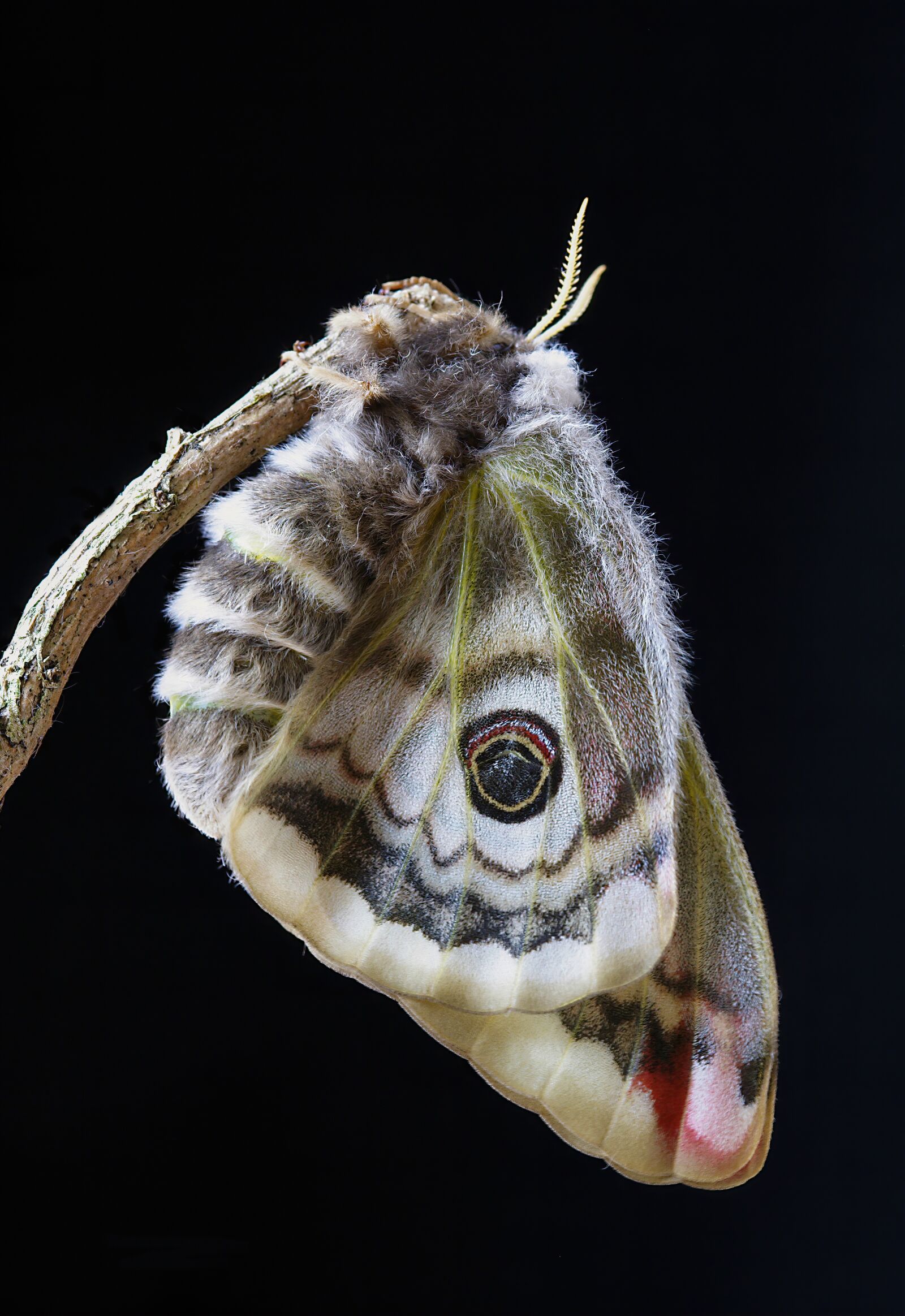 Canon EOS 350D (EOS Digital Rebel XT / EOS Kiss Digital N) sample photo. Moth, emperor-moth, female photography