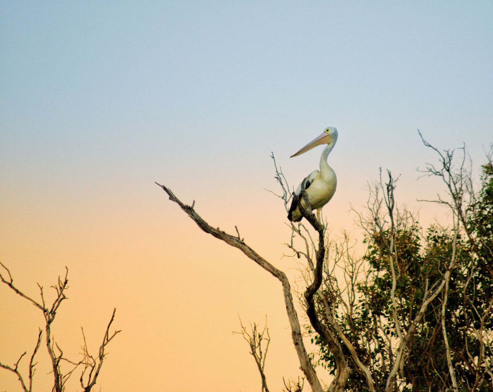Nikon D3300 sample photo. Pelican, nature, tree photography