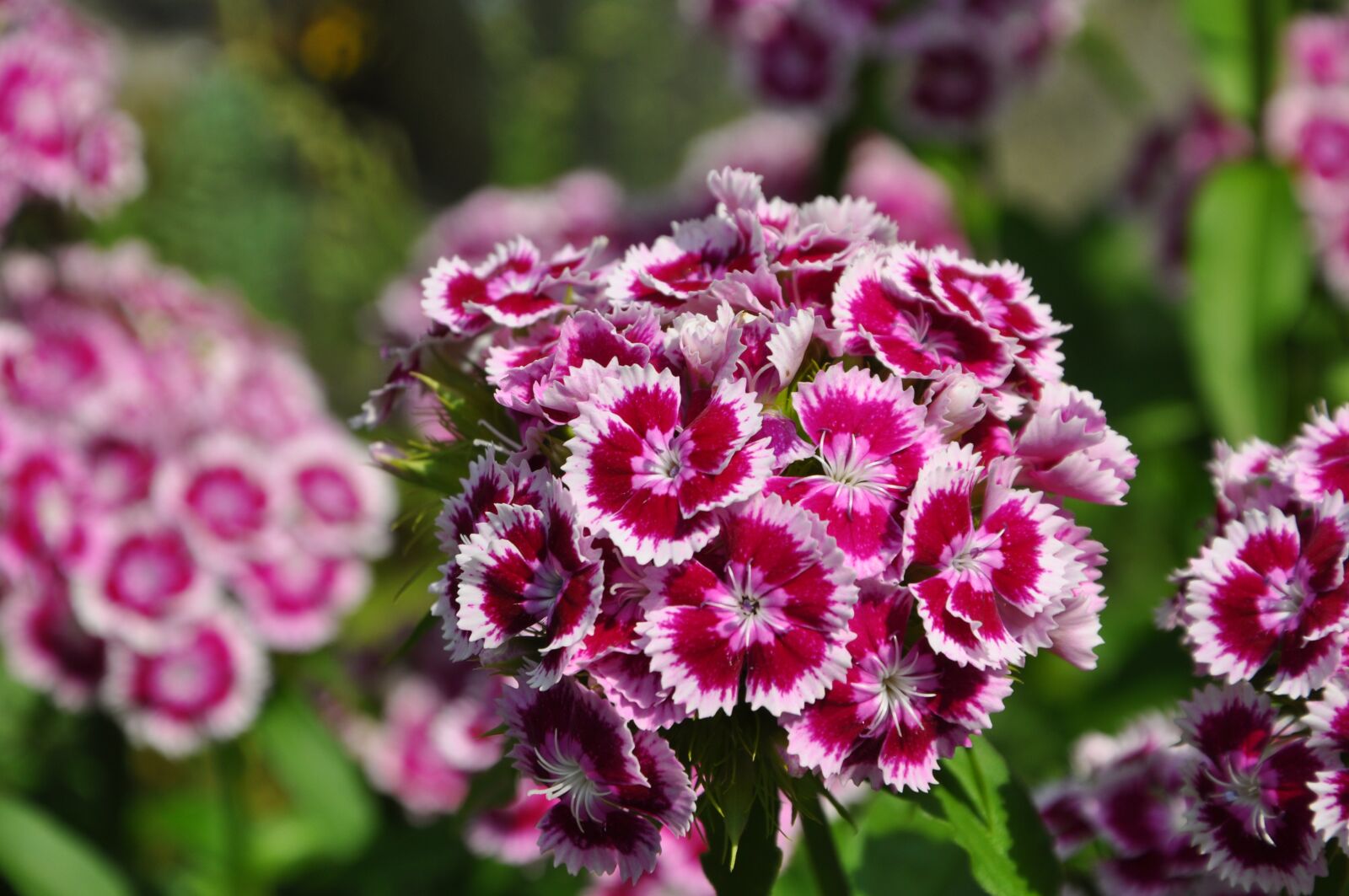 Nikon D5000 sample photo. Flower, nature, beautiful photography
