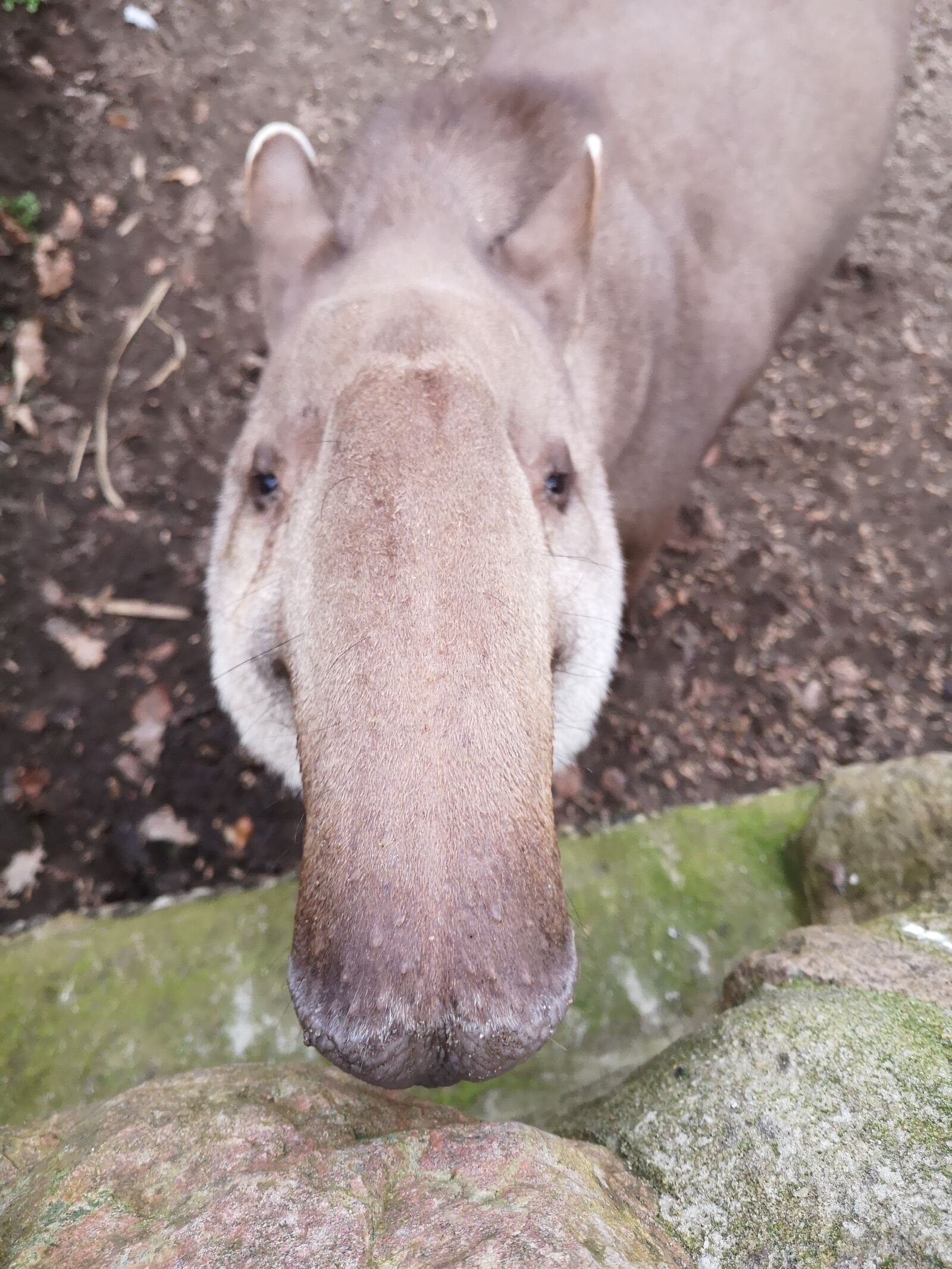 HUAWEI P20 sample photo. Tapir, nose, animal photography