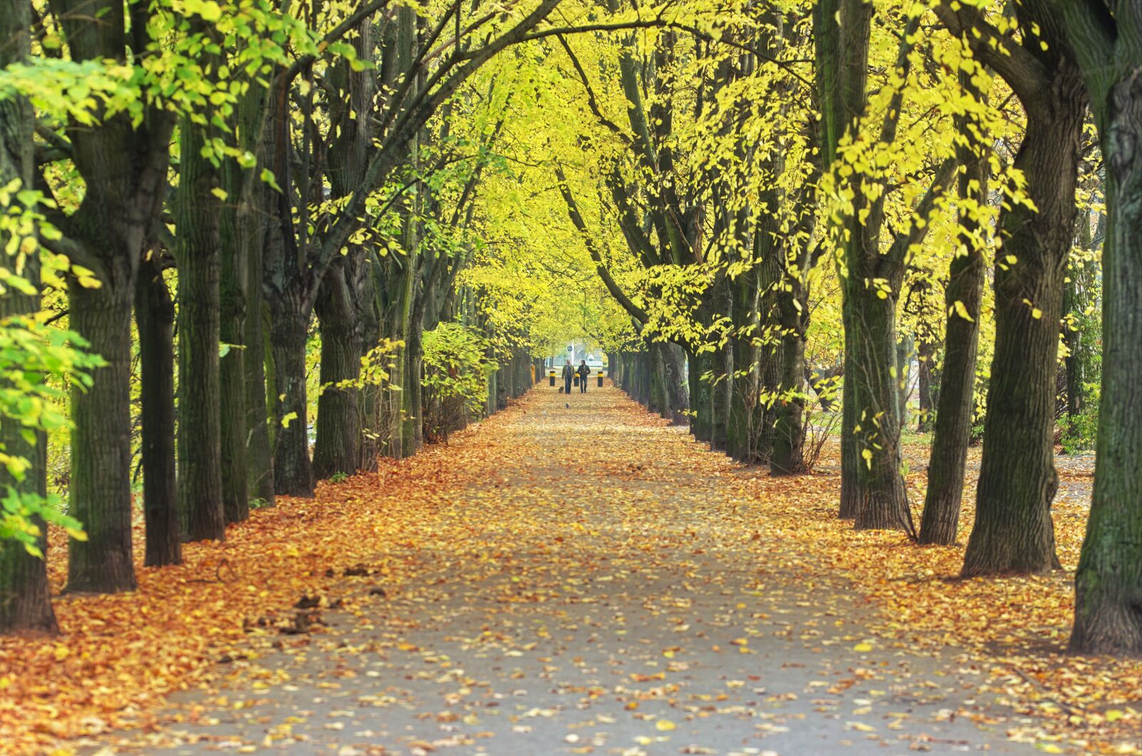 Nikon D5100 sample photo. Walkway, forest, nature photography
