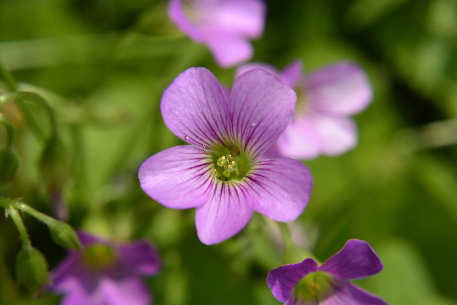 Nikon D3100 sample photo. Flowers and plants, summer photography