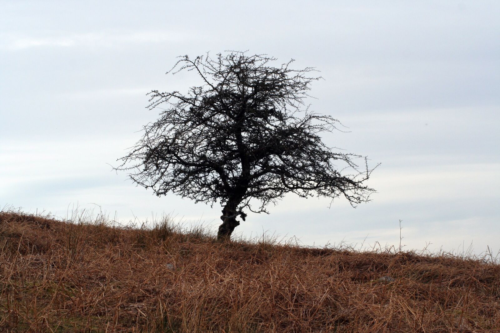 Canon EOS 350D (EOS Digital Rebel XT / EOS Kiss Digital N) sample photo. Tree, hill, landscape photography