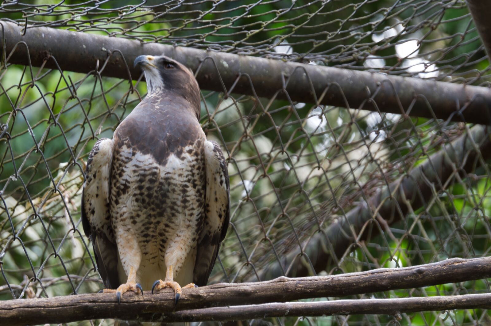 Nikon D3200 sample photo. Ave, costa rica, exotic photography