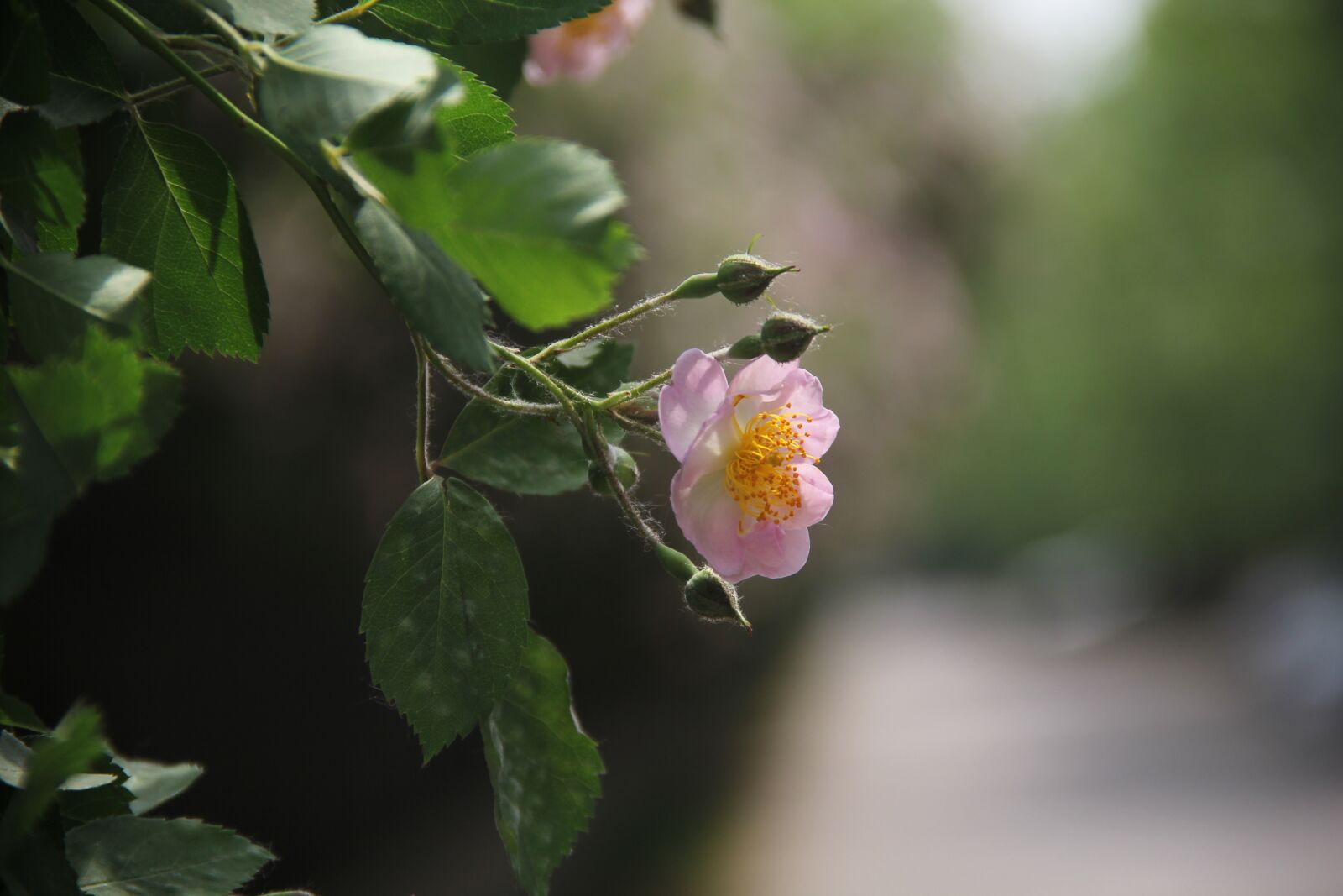 Canon EF-S 18-135mm F3.5-5.6 IS sample photo. Dough rose, the original photography