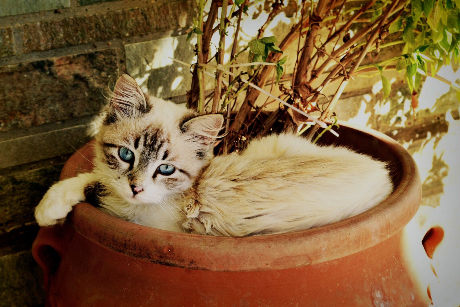 Nikon D3100 sample photo. Kitten looking at you photography