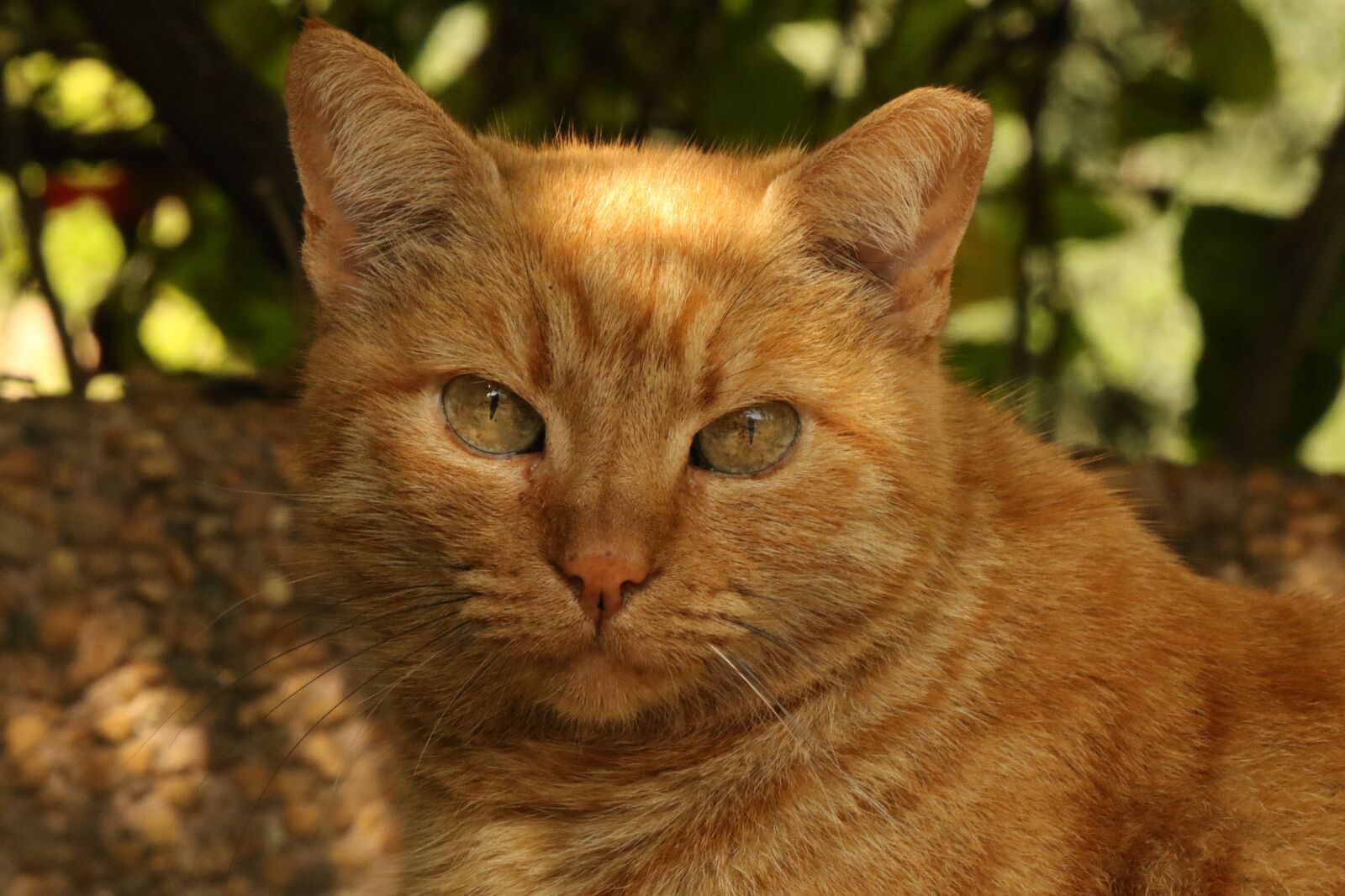 Canon EOS 7D Mark II sample photo. Cat, face, close up photography