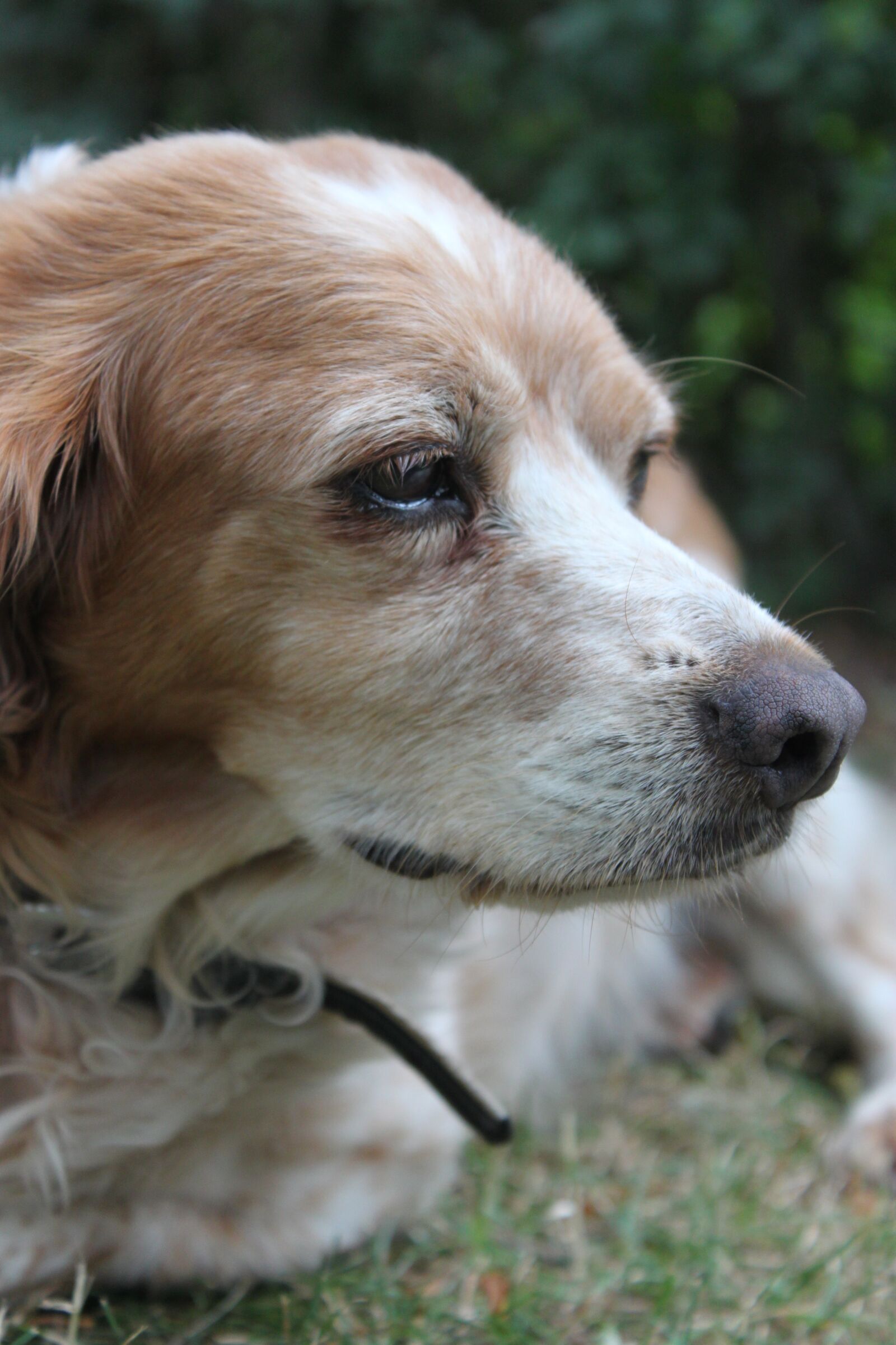 Canon EOS 500D (EOS Rebel T1i / EOS Kiss X3) sample photo. Dog head, breton, pointing photography