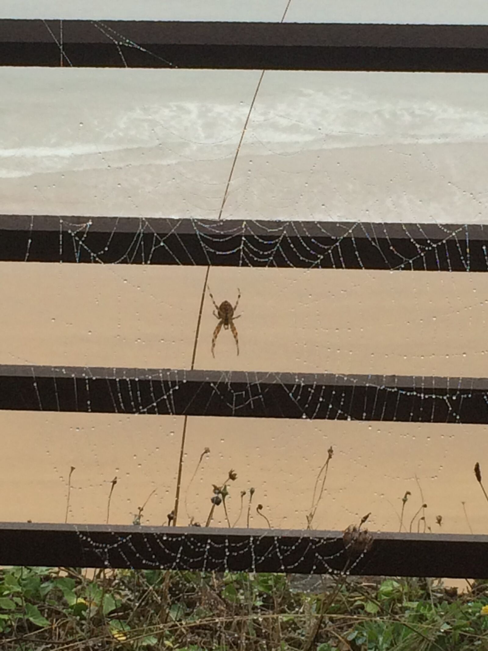 iPhone 5s back camera 4.15mm f/2.2 sample photo. Spider, web, frost photography