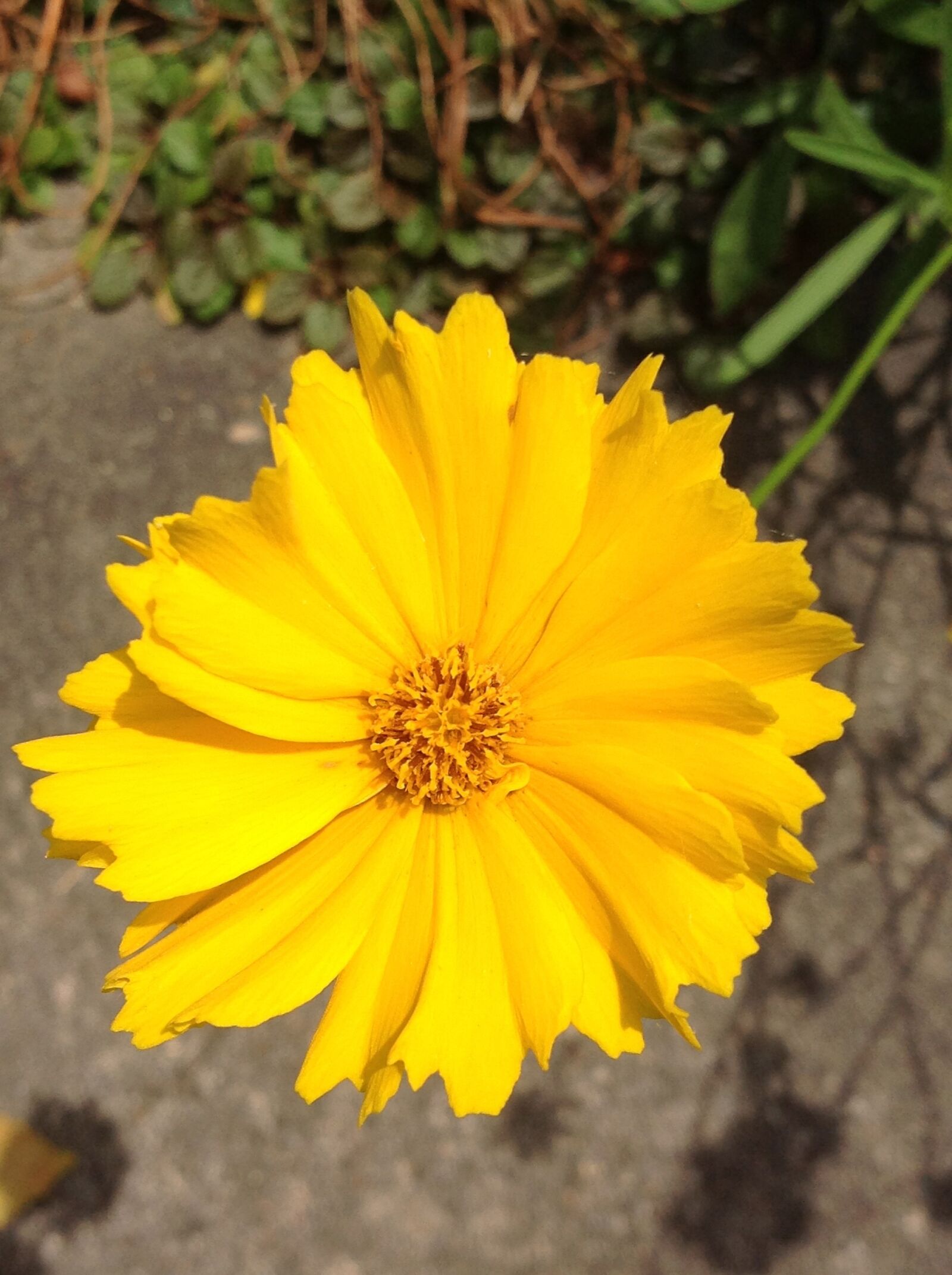 Apple iPad sample photo. Floral, plant, natural photography