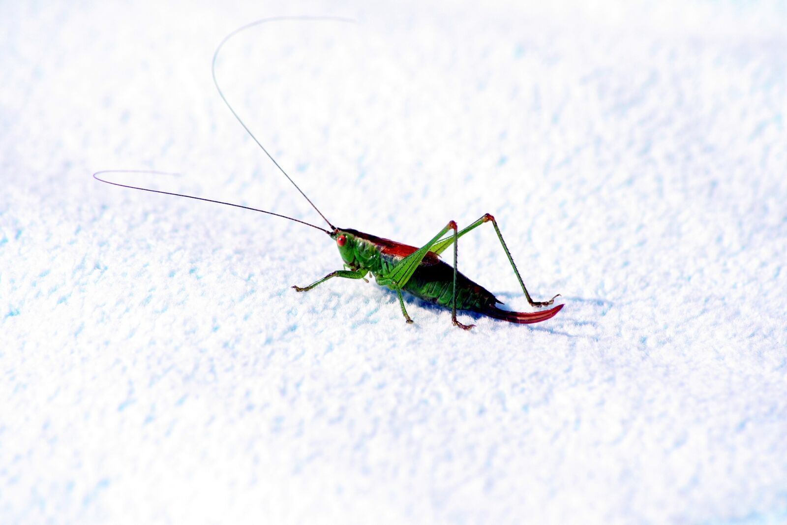 Canon EOS 1000D (EOS Digital Rebel XS / EOS Kiss F) sample photo. Nature, animal, grasshopper photography