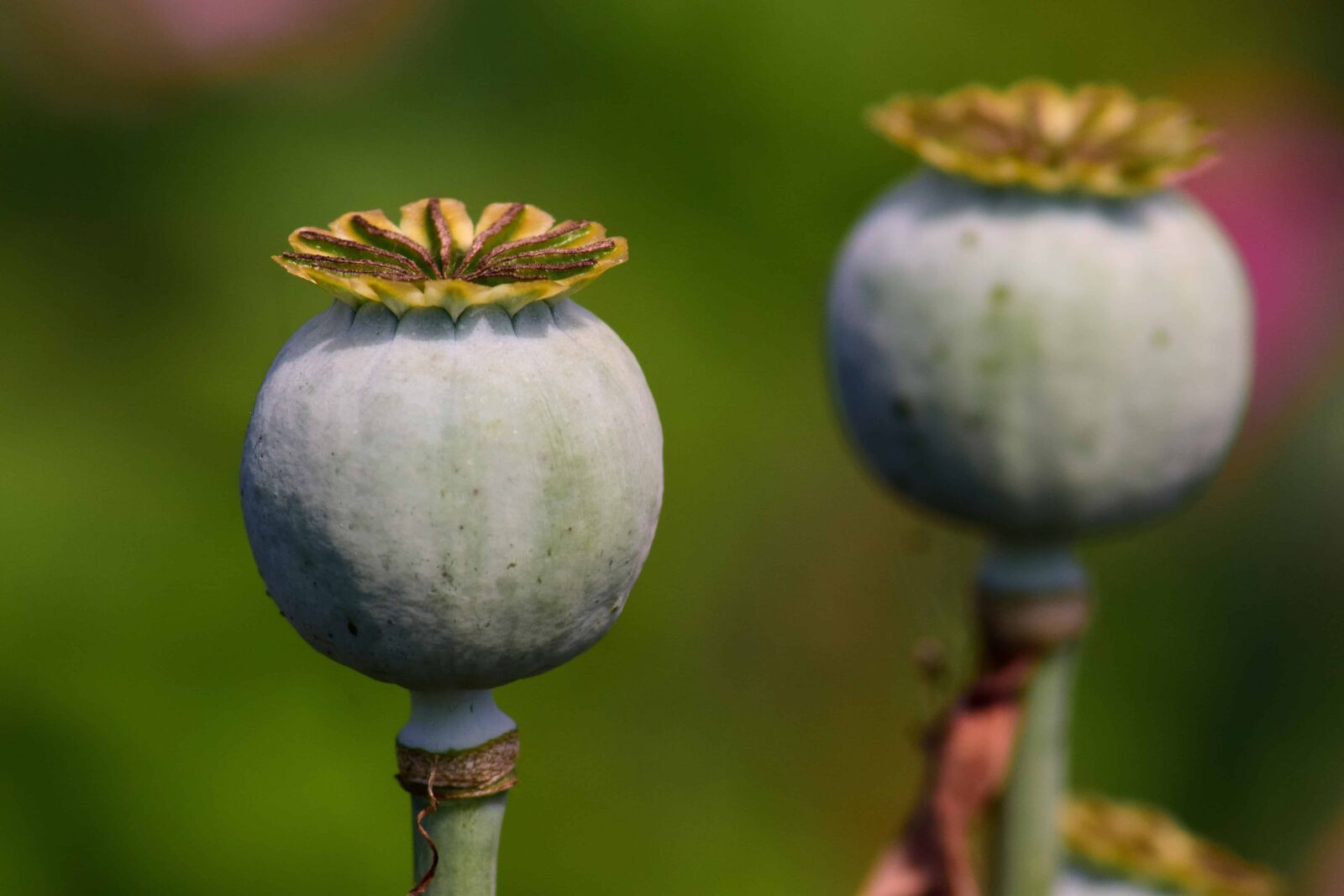 Nikon D3300 sample photo. Plant, poppy, agriculture, nature photography
