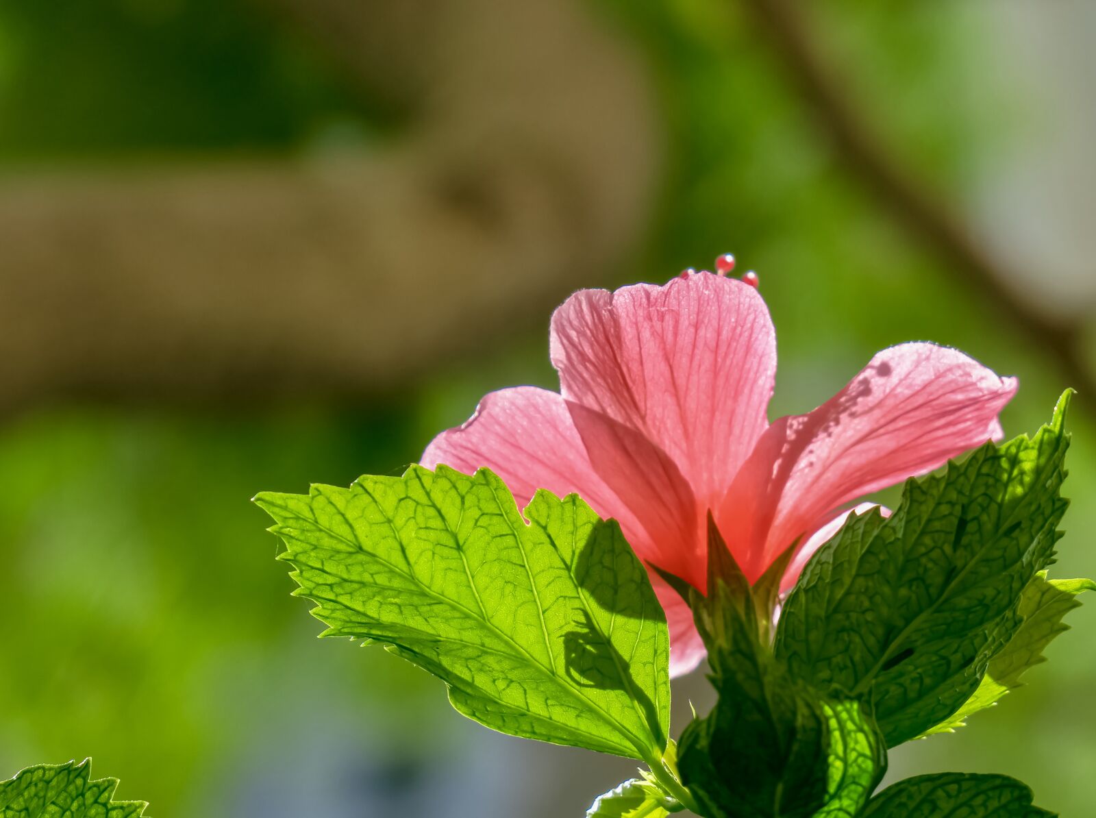 Canon PowerShot G3 X sample photo. Hibiscus, plant, flower photography